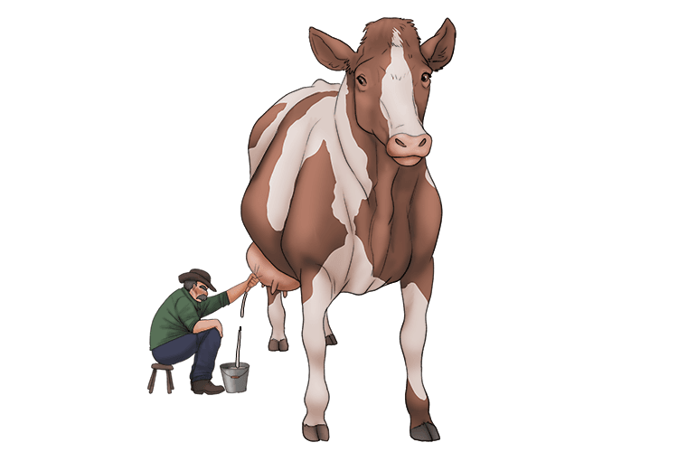 We lacked an automatic milking station (lactation), so we produced the milk by hand instead.